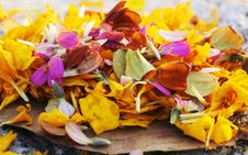 Colorful Petals Stock Photography Colorful Petals Stock Photography