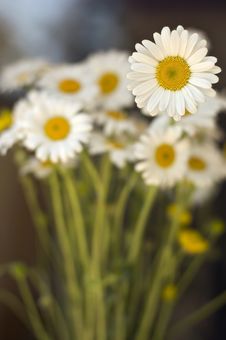 A Bunch Of White Daisy Stock Images