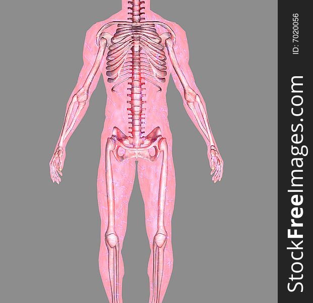 Anatomically correct model of human body isolated on a gray background. Anatomically correct model of human body isolated on a gray background.