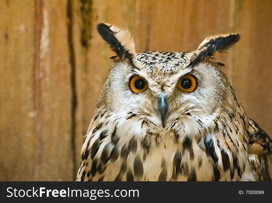 Big-eared Owl