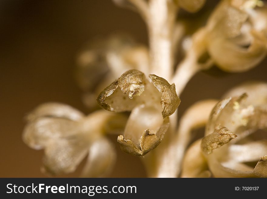 The Bird's-nest Orchid, Neottia nidus-avis, is a non-photosynthetic orchid found in shady woodland on basic soils. It obtains its nutrients from a mycorrhizal fungus that is attached to a photosynthetic host plant. The Bird's-nest Orchid, Neottia nidus-avis, is a non-photosynthetic orchid found in shady woodland on basic soils. It obtains its nutrients from a mycorrhizal fungus that is attached to a photosynthetic host plant.