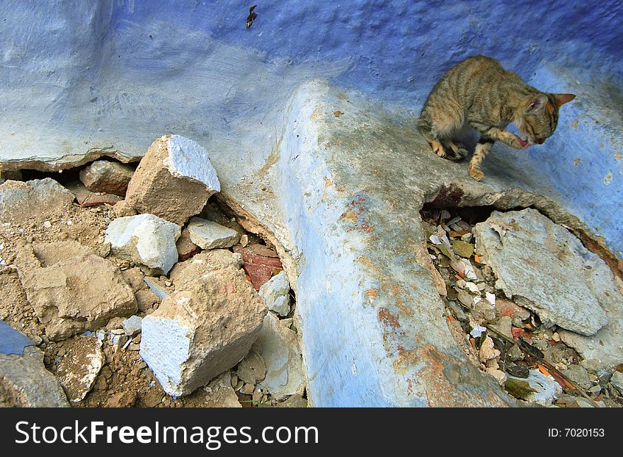Toileting cat in Chefchaouen, Morocco, Africa