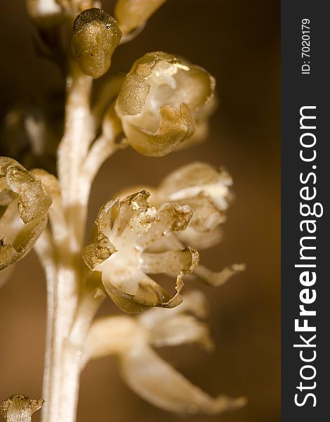 Neottia nidus-avis ( Bird s-nest Orchid)