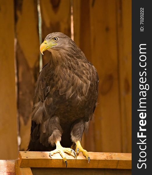 Photo of golden eagle made at the birds nursery in Sysert, Russia