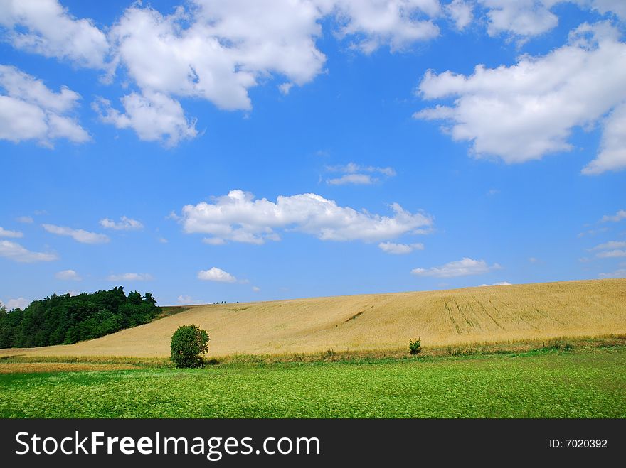 Summer landscape. Trees and sky