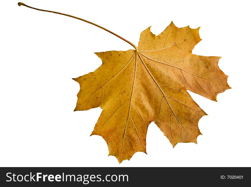 Yellow maple leaf on a white background