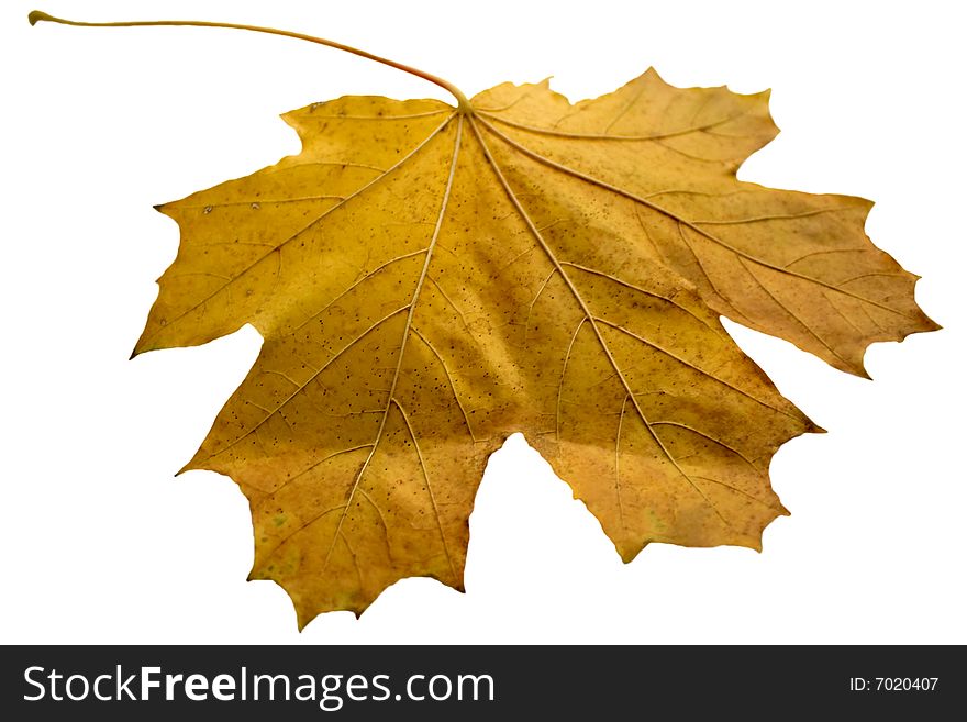 Yellow maple leaf on a white background