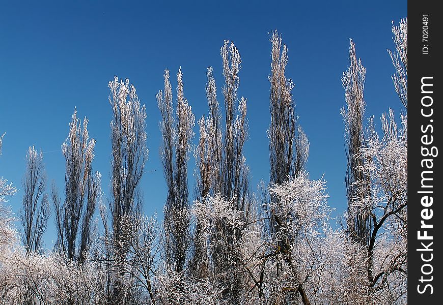 Group of trees with tops covered by snow on a deep blue sky background. Group of trees with tops covered by snow on a deep blue sky background.