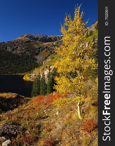 Colorado and aspens in high country beauty. Colorado and aspens in high country beauty