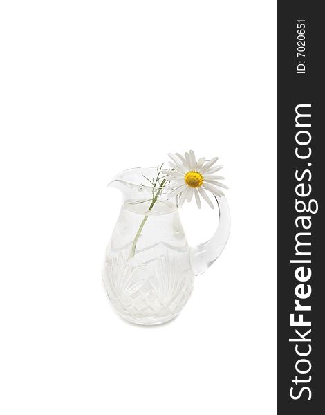 Chamomile in jug isolated on white. Chamomile in jug isolated on white.