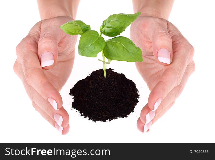 A person holding a small plant in the studio. A person holding a small plant in the studio