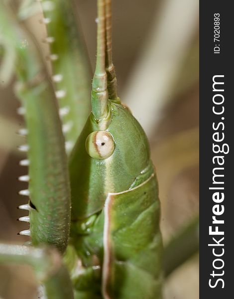 Saga pedo is a species of insect in family Tettigoniidae. It's one of Europ's large insects. Wings completely absent. Lives on ground on the vegetation and feeds almost exclusively on other bush-crickets.