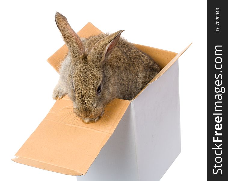 Close-up bunny on box as gift, isolated on white