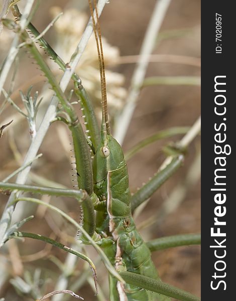 Saga pedo is a species of insect in family Tettigoniidae. It's one of Europ's large insects. Wings completely absent. Lives on ground on the vegetation and feeds almost exclusively on other bush-crickets.