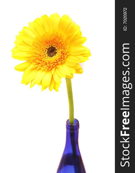 Yellow gerbera in blue bottle isolated on white.Closeup. Yellow gerbera in blue bottle isolated on white.Closeup