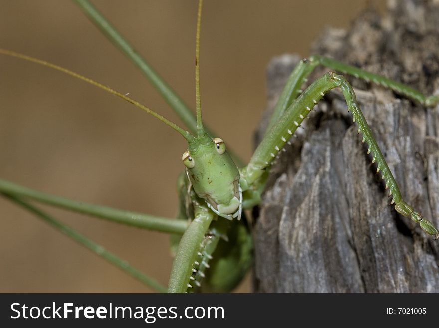 Saga pedo is a species of insect in family Tettigoniidae. It's one of Europ's large insects. Wings completely absent. Lives on ground on the vegetation and feeds almost exclusively on other bush-crickets.