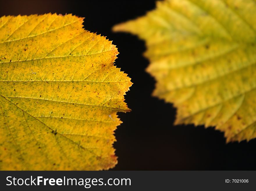 Close-up of autumn leaves.