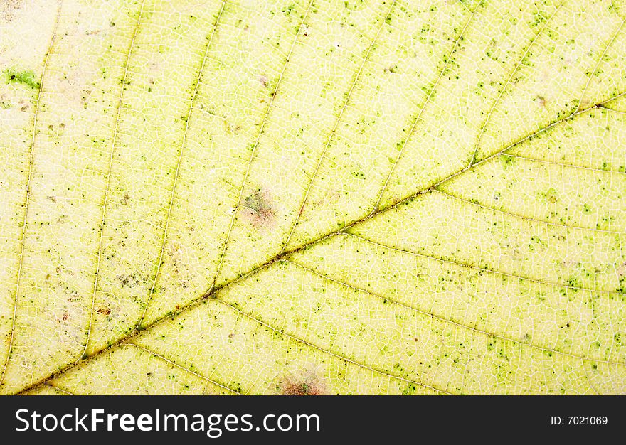 Close up of a yellow leaf