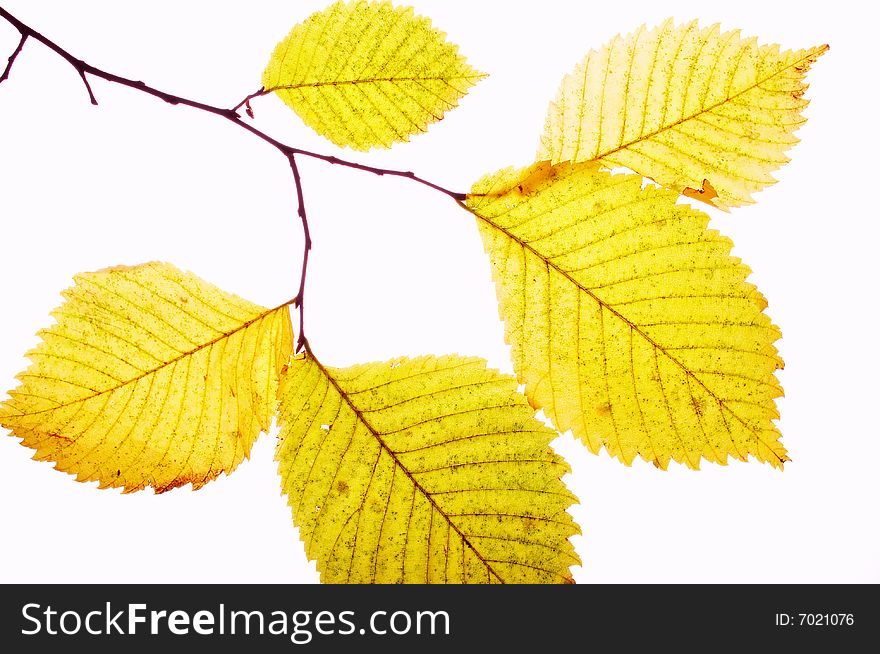 Close up a branch with yellow foliage. Close up a branch with yellow foliage