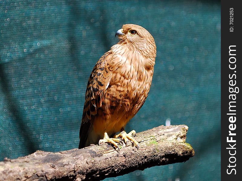 A profile of a red falcon on a branch, Capetown SA. A profile of a red falcon on a branch, Capetown SA