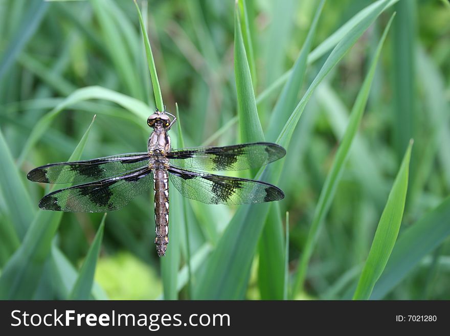 Dragonfly on a blade of grass near Burnaby lake, BC. Dragonfly on a blade of grass near Burnaby lake, BC