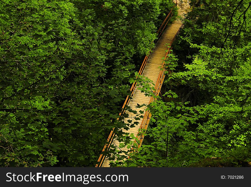 Bridge In The Forest