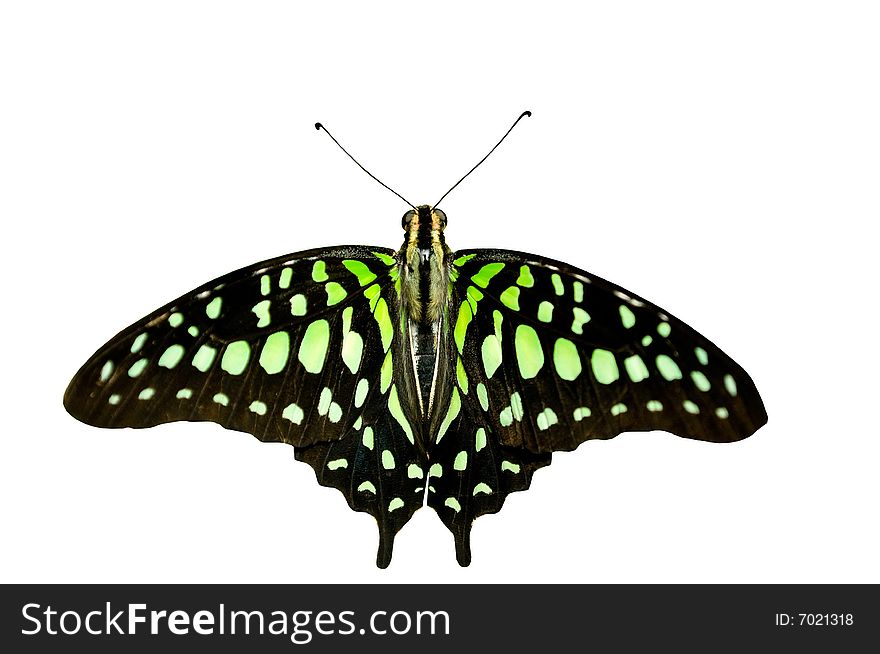 Butterfly On White Background