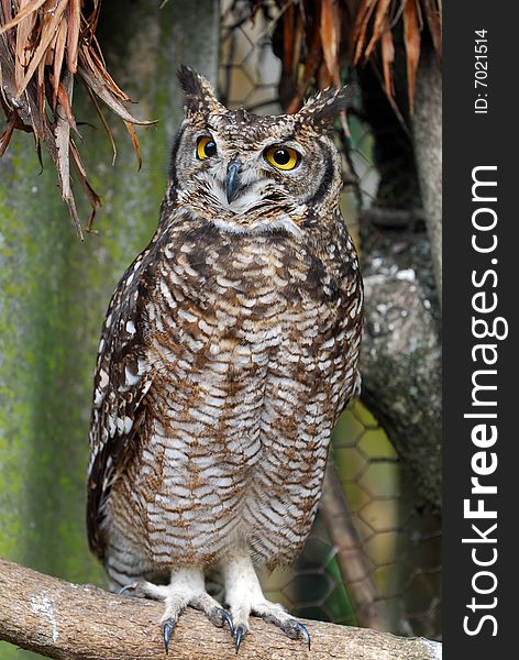 A spotted owl standing on a branch, Capeetown South Africa. A spotted owl standing on a branch, Capeetown South Africa