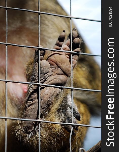 A foot of a monkey pressed against metal fence. A foot of a monkey pressed against metal fence