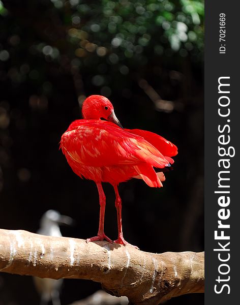 A red ibis standing on a btree branch