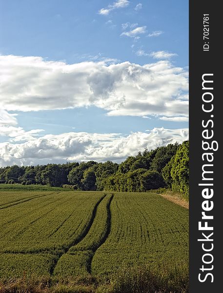 Fields in great britain. summer time