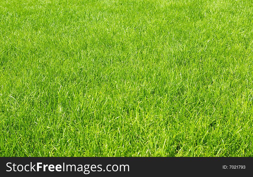 Freshly cut green lawn in the afternoon. Freshly cut green lawn in the afternoon