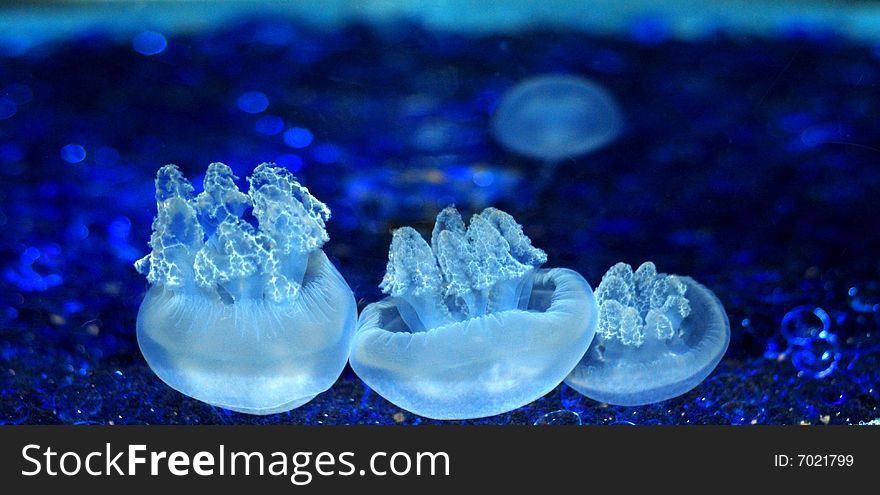 Jelly fish family