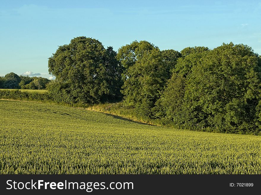 Fields in great britain. summer time