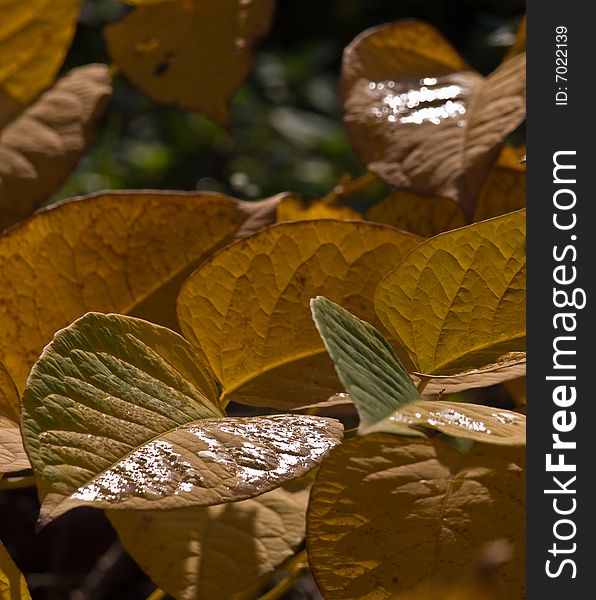 Autumn in colour yellow and brown