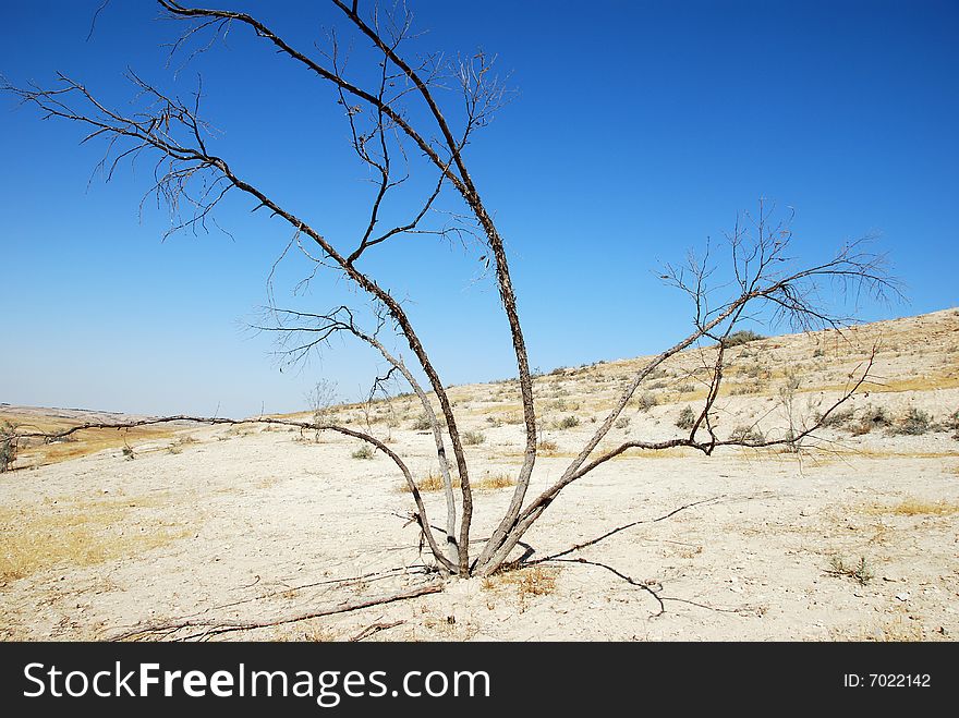 The dead dried up bush in desert. The dead dried up bush in desert