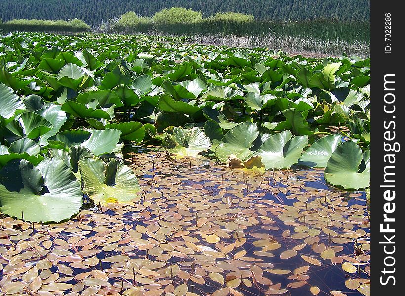A beautiful landscape - A field of water  lily's lounging on the blue lake. A beautiful landscape - A field of water  lily's lounging on the blue lake
