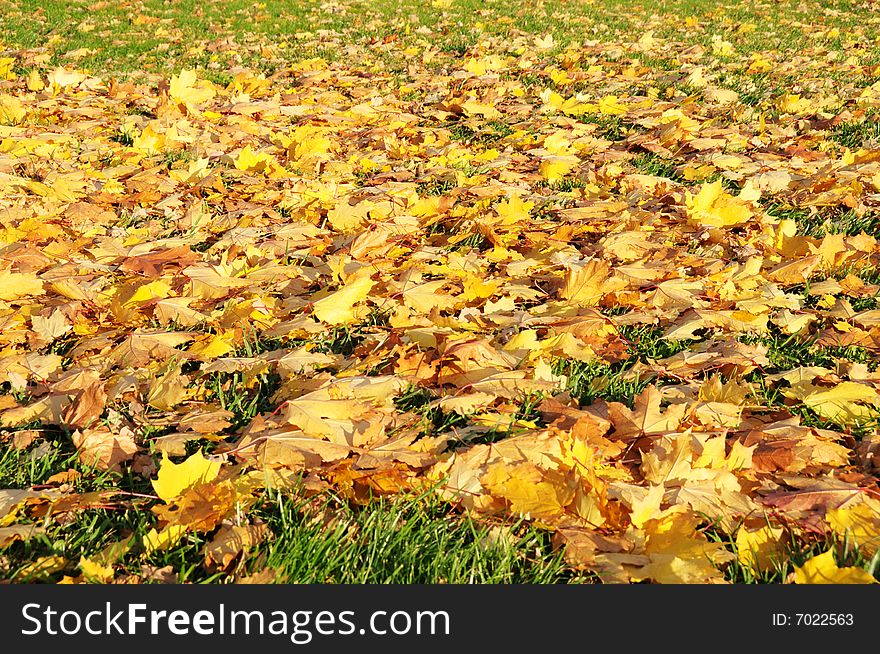 Multi-coloured Maple Leaves