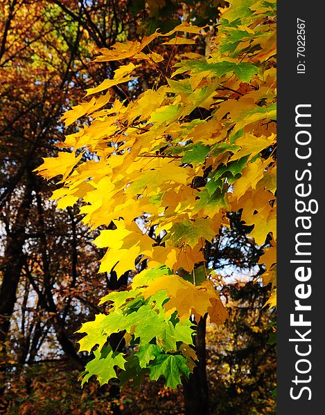 Multi-coloured maple leaves in autumn par