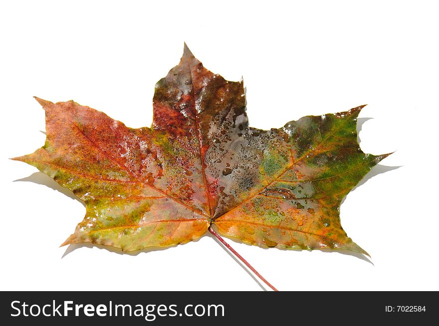 Multi-coloured maple leaves, isolate on white background