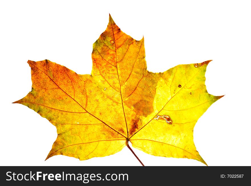 Multi-coloured maple leaves, isolate on white background