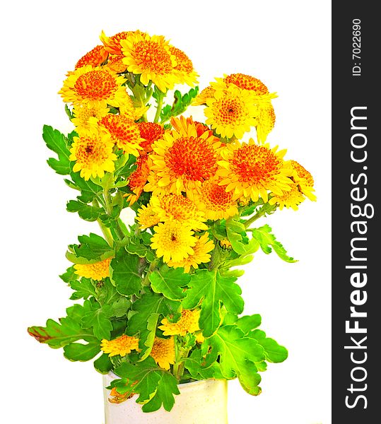 Orange Chrysanthemum isolated over white