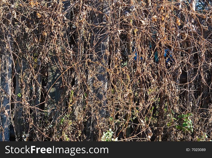 Old fence covered with bindweed