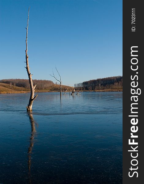 Frozen lake with dead trees in it. Frozen lake with dead trees in it