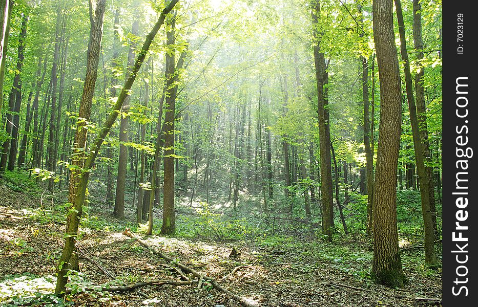 Fairytale forest sunlight and shadows