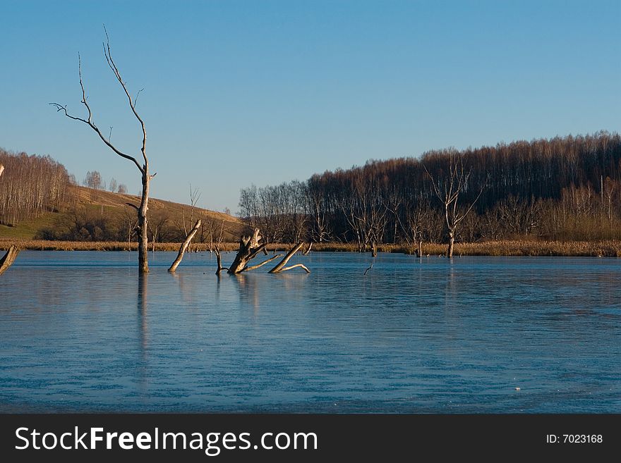 Frozen Lake Of Dead Trees