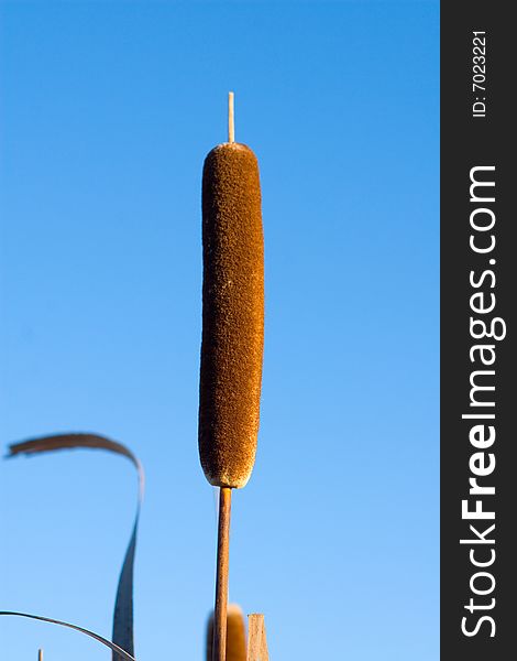 Single cane behind blue sky. Single cane behind blue sky