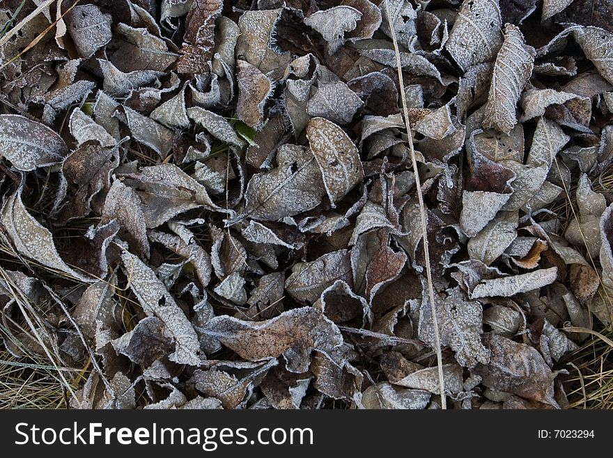 Old leaves coverd with hoarfrost. Old leaves coverd with hoarfrost