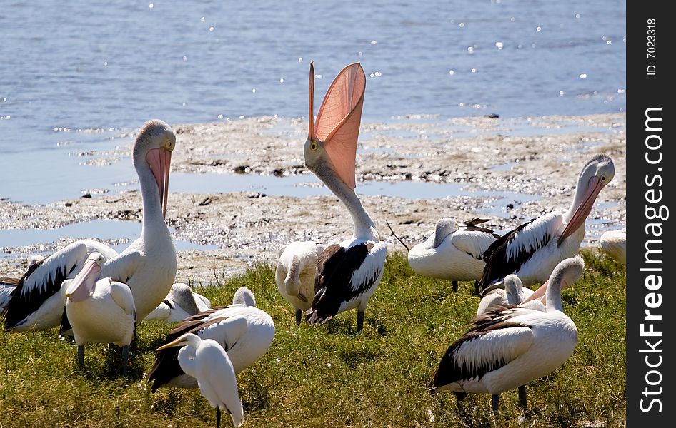 A group of pelicans hanging out at the ocean's edge.