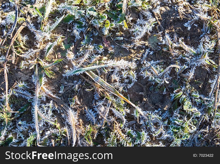 Green grass covered with hoarfrost. Green grass covered with hoarfrost